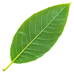 Obraz premium Green leaf with detailed vein patterns isolated transparent