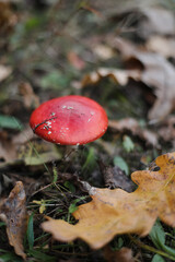 Bright red fly agaric in the grass in the forest. Beautiful natural background. Red mushroom with white dots. Poisonous mushroom. Medicinal mushroom.