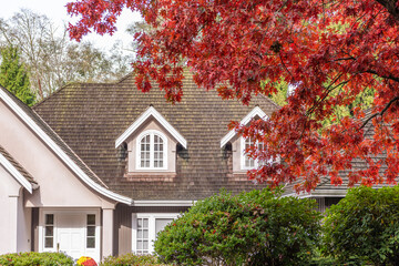 Fototapeta premium Top of grey stucco luxury house with shingle roof, red and yellow trees and nice windows in Fall in Vancouver, Canada, North America. Day time on November 2024.