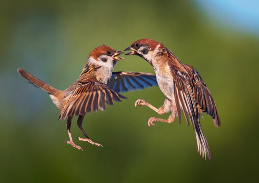 two birds sparrows fighting spreading their wings and feathers and taking off against the background of a summer garden