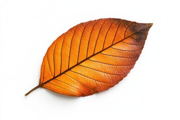 Obraz premium Explore the beauty of a rotting leaf on white background