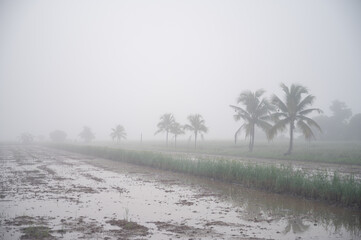 Scenery view of the countryside in Chiang Rai province covered with fog during winter season in Thailand.