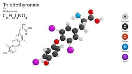 Molecule: Triiodothyronine or T3. Thyroid hormone. Molecular structure. Formula: C15H12I3NO4. Chemical model: Ball and stick. White background. 3D illustration.