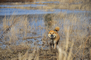 A red dog stands in the grass in a pond