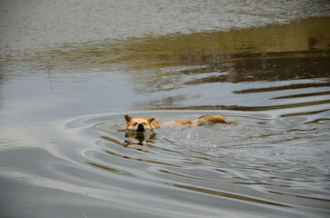 A red dog swims in a pond