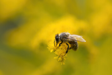 close up honey bee from the front and side, honey bee with pollen, bee on yellow flower, close-up of bee surrounded by soft yellow flowers, insect on yellow flower