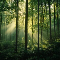 Obraz premium glorious forest