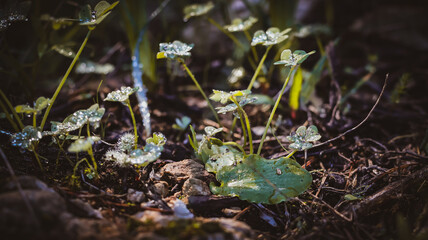 moss on the ground