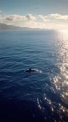 Obraz premium A serene view of a whale swimming in the ocean under a bright sky.