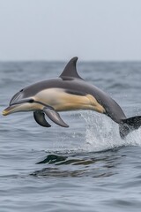 A dolphin leaps out of the water, showcasing its agility and grace in a natural setting.