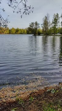 An autumn lake with waves, yellow leaves on the shore, trees and flying birds. Lake Svetloyarskoe. Nizhny Novgorod. September 2024. Vertical video.