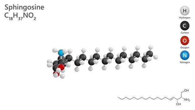 Sphingosine. Amino alcohol. Animated 3D model of a molecule. Molecular formula: C18H37NO2. Chemical model: Ball and stick. White background. 3D rendering. Seamless loop.