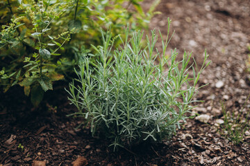 Young lavender branch growing. Lavender bush growing close up. Nature banner
