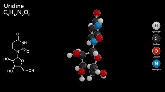 Uridine. Ribonucleoside. Animated 3D model of a molecule. Molecular formula: C9H12N2O6 Chemical model: Ball and stick. Black background. 3D rendering. Seamless loop.