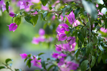 A bush that has beautiful purple flowers and vibrant green leaves