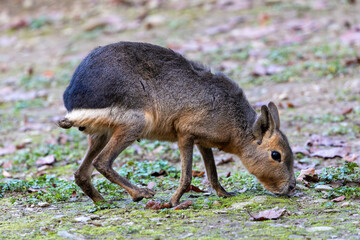 Fototapeta premium Mara