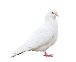 Full-length snow-white pigeon isolated on white background
