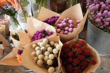 Pink globe Amaranth flower, isolated, in the garden - 千日紅の花
