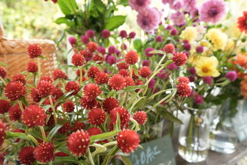 Pink globe Amaranth flower, isolated, in the garden - 千日紅の花
