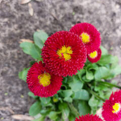 Vibrant Red Pom-Pom Daisies with Yellow Centers in Garden Setting