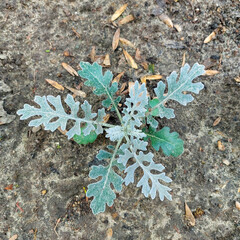 Dusty Miller Plant with Silvery, Frosted Leaves in Garden Soil