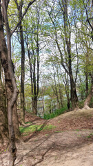 Spring Forest Path with Sunlit Trees and Distant Building View