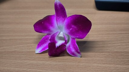 Purple orchid on a wooden table