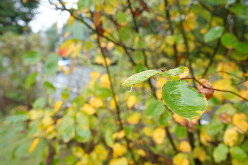 Autumn Landscape, Colorful Leaf and Foliage in Japan - 日本 紅葉した葉