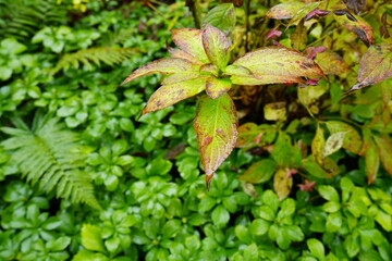 Autumn Landscape, Colorful Leaf and Foliage in Japan - 日本 紅葉した葉