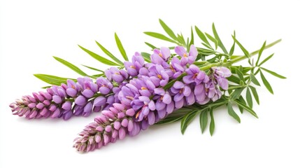 Fototapeta premium Delicate purple lupins are artistically arranged with lush green leaves, highlighting their vibrant colors and detailed petals in a stunning display