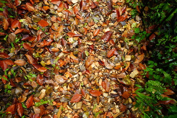 Autumn Landscape at Moeginomura Village in Yamanashi, Japan - 日本 山梨県 萌木の村 秋の森