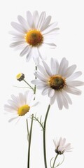 Obraz premium White Daisies. Daisy Plants on Isolated White Background with Nature Flowers