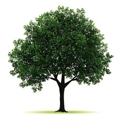 Obraz premium A single, green tree with lush foliage and a thick trunk, isolated on a white background.