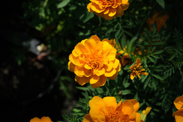 Orange flowers in the park