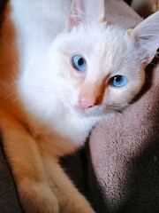 Closeup of a white cat resting on a blanket
