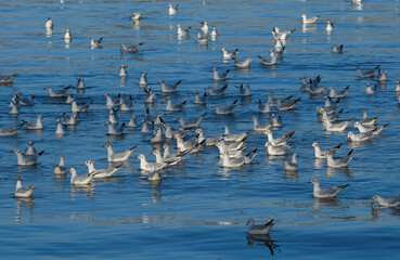 A large flock of seagulls congregate on the surface of a calm, blue body of water.