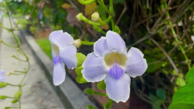 Thunbergia grandiflora (Also called Bengal clockvine, Bengal trumpet, blue skyflower) flower. Plants may grow to about 20 metres in height and have a long root system with a deep tap root