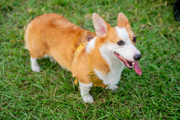 Cute corgi dog is quite happy and happy while walking on the grass in the spring park