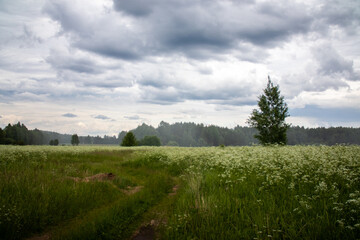 Obraz premium A tall tree is standing alone in a vast field beneath a cloudy sky