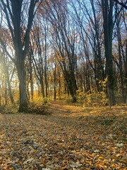 Forest in autumn, wood, autumn, yellow leaves 