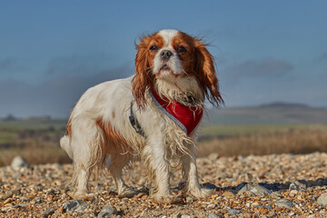 Blenheim King Charles Cavalier Spaniel standing on a pebbled beach.