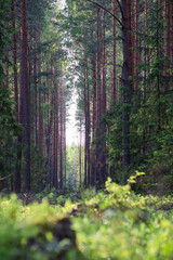 The bright sun is shining gently through the trees in the forest