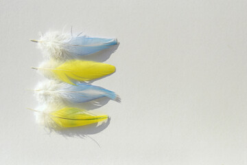 Blue and yellow budgerigar feathers on white background, copy space for text