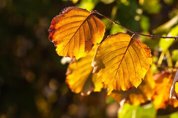 Obraz premium hezulnut 