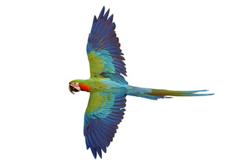 Colorful flying Harlequin Macaw parrot isolated on transparent background png file