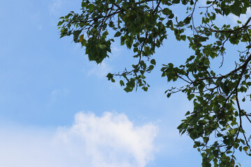 sky and tree