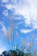 Grass flower with blue sky and clouds background, Nature theme