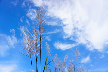Grass flower with blue sky and clouds background, Nature theme