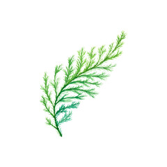 Christmas and New year watercolor hand drawn png decoration: graceful carved green leaf. Element for design pattern, invitation, textile, card, scrapbook. One object isolated on transparent. 