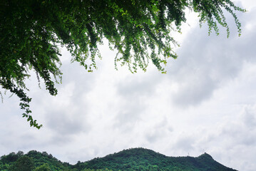 Mountain with cloudy sky with tree canopy foreground